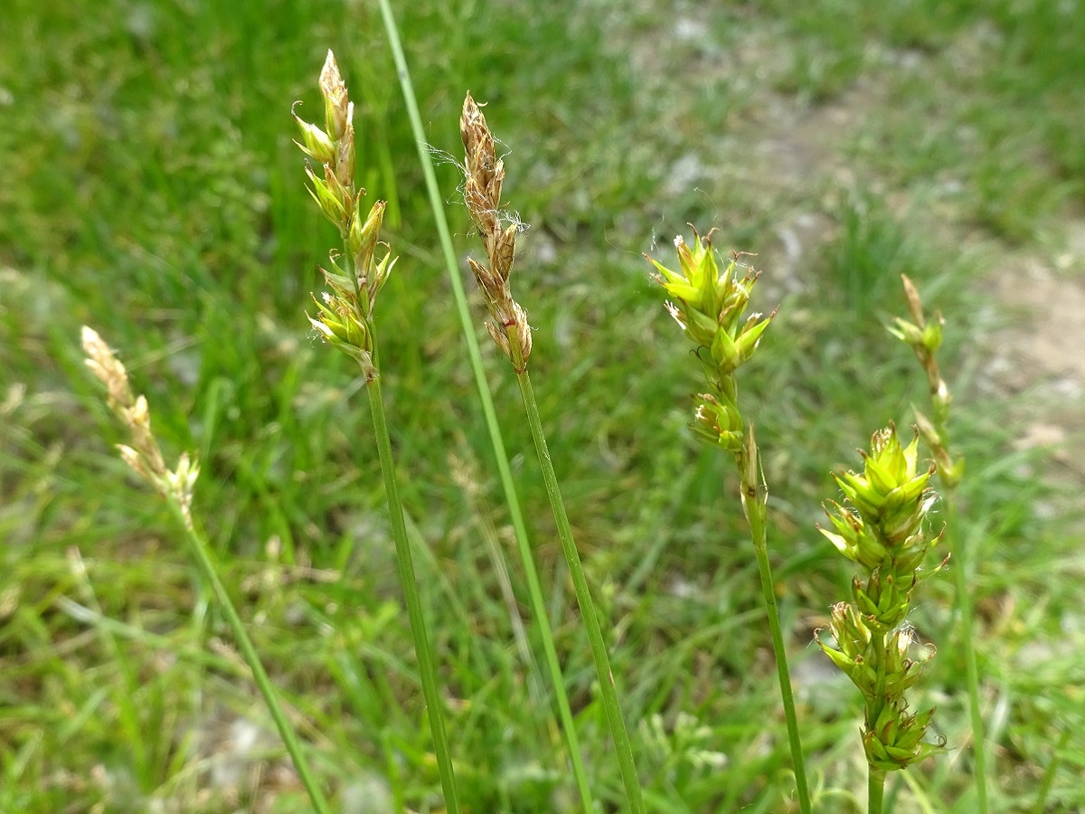Carex spicata (Cyperaceae)